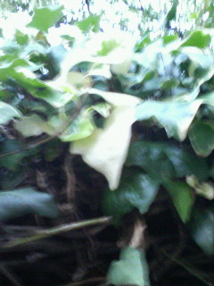 �t���ς��������񂾁I