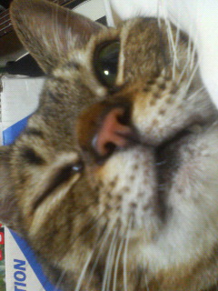 �L�q