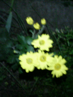 �Z�u���e�B��